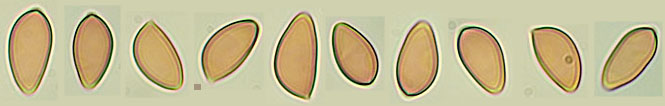 Hebeloma sinapizans